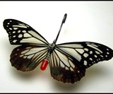 Steampunk Insects-6652