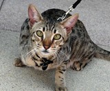 $20,000 Hypoallergenic Designer House Cat