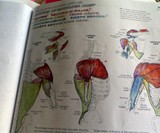 The Anatomy Coloring Book