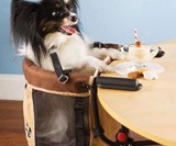 Dog High Chair