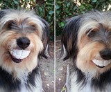 Humunga Chomp Dog Toy