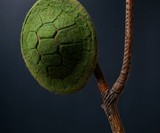 Turtle Shell Hat
