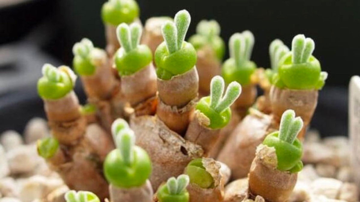 Bunny Ear Succulents Bunny Ear Succulents
