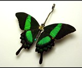 Steampunk Insects-8787