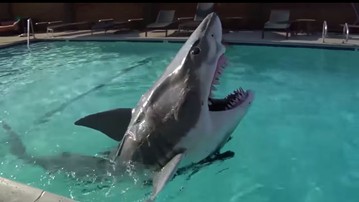 The Best Shark Themed Gifts The Best Shark Themed Gifts