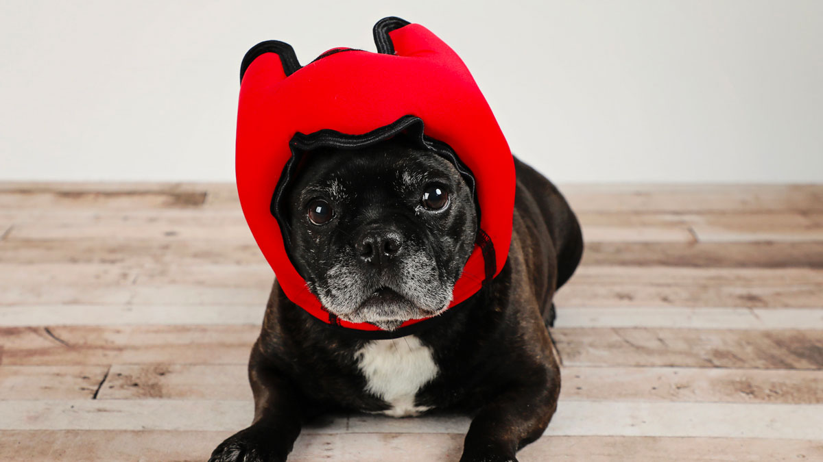 Pawnix Noise-Cancelling Headset for Dogs