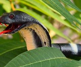 Remote Control Hissing Cobra