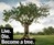 Treeincarnation: From Ashes to Spiritree