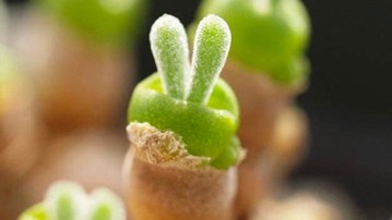 Bunny Ear Succulents