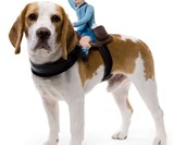 Mailman Dog Rider Costume