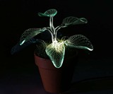 Lamp Plants