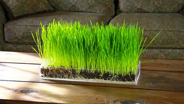 Grow 'n' Serve Microgreen Kits Grow 'n' Serve Microgreen Kits