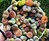 Lithops - Living Stone Succulent Plants