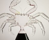 Crab Decanter