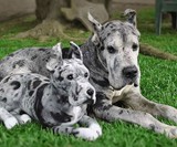 Cuddle Clones - Realistic Stuffed Versions of Your Pet