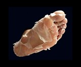 Baby Foot