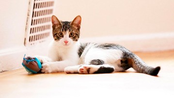 Indoor Hunting Cat Feeder Indoor Hunting Cat Feeder