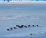 White Desert Sky Pods at Echo Camp in Antarctica
