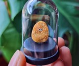 The Pet Nugget