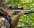 Crosman Pioneer Airbow Crosman Pioneer Airbow