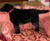 Labrador Rug