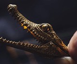 Brass Crocodile Clip