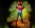 Zombie Wonder Woman Costume Zombie Wonder Woman Costume