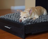 Murphy Style Dog Bed