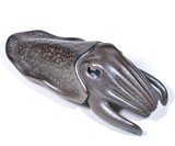 Cuttlefish Bottle Opener