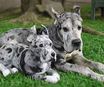 Cuddle Clones - Realistic Stuffed Versions of Your Pet Cuddle Clones - Realistic Stuffed Versions of Your Pet