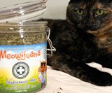 Meowijuana Catnip