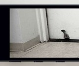 Seek Thermal Camera for Smartphones