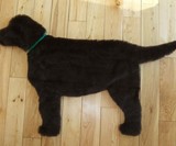 Labrador Rug