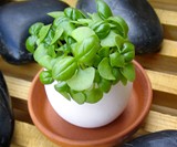 Eggling Crack & Grow Plants