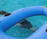 Clear Bottom Inflatable Raft