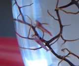 Self Sustaining Ecosphere-2