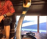 Life Size King Cobra Snake Statue