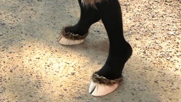 Creature Feet Shoes Creature Feet Shoes