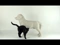 Dog Cat Scratching Post