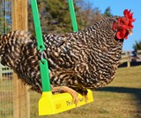 The Chicken Swing