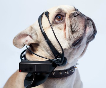 No More Woof - Dog to Human Translator