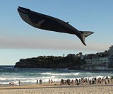 Life-Size Blue Whale Kite