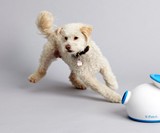 iFetch