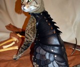 Cat Battle Armor