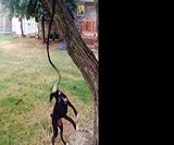 Doggie Bungee Toy