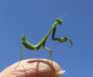 Live Pet Chinese Praying Mantis Live Pet Chinese Praying Mantis