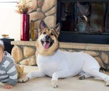 Shed Defender Dog Onesie