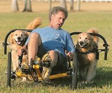 Dog Powered Scooter