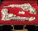 Bone Pistols in Presentation Case