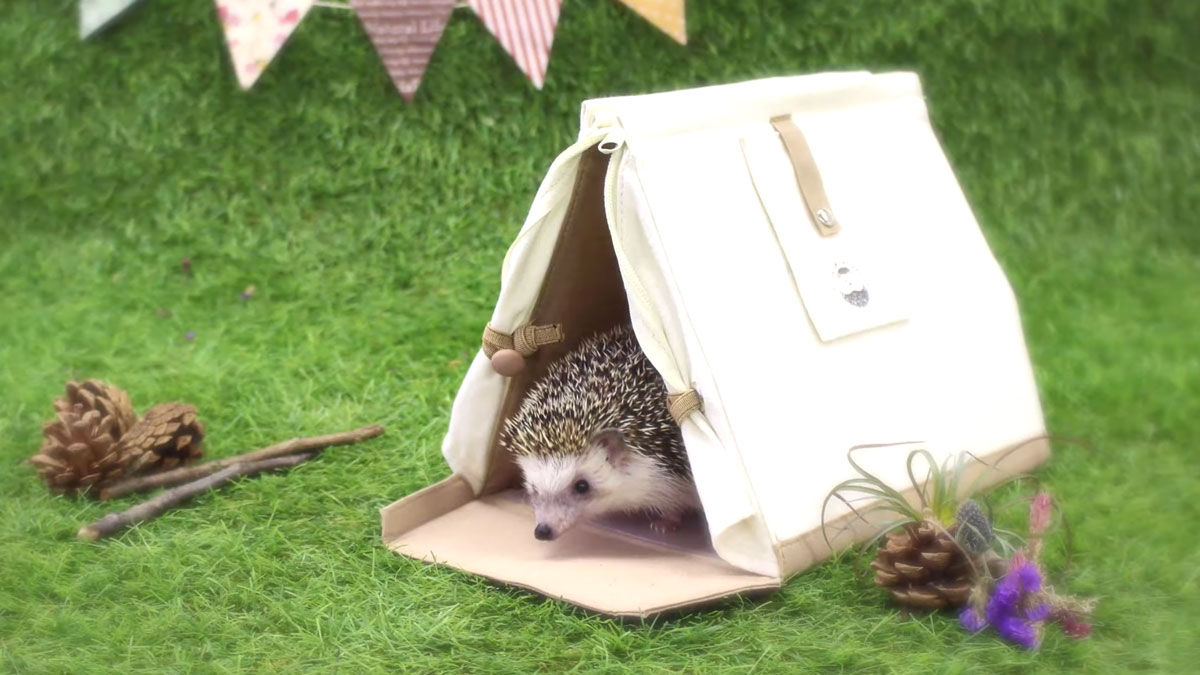 Hedgehog Carry House